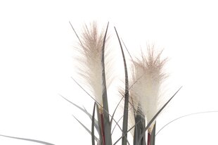 Искусственный тростник в горшке, 334649, 81 см, белый цена и информация | Искусственные цветы | kaup24.ee