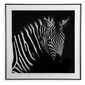 Maal Zebra hind ja info | Seinapildid | kaup24.ee