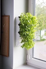 Вертикальный модуль для растений Versa Garden Herbs цена и информация | Вазоны | kaup24.ee