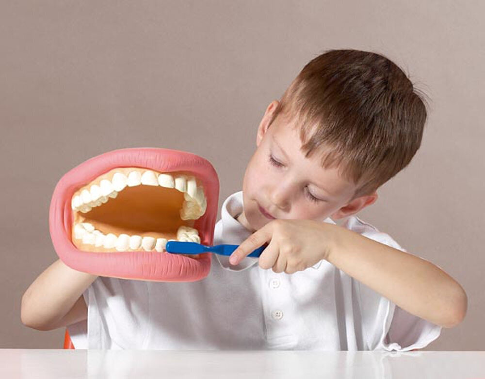 Hiiglaslike hammaste demonstratsioonimudel 150 x 185 x 140 mm hind ja info | Arendavad mänguasjad | kaup24.ee