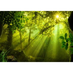 Фотообои, в солнечном лесу цена и информация | Фотообои | kaup24.ee