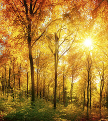 Fototapeet - Päikeseline mets 225 x 250 cm hind ja info | Fototapeedid | kaup24.ee