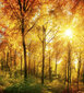 Fototapeet - Päikeseline mets 225 x 250 cm цена и информация | Fototapeedid | kaup24.ee