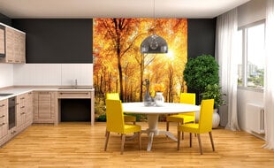 Fototapeet - Päikeseline mets 225 x 250 cm hind ja info | Fototapeedid | kaup24.ee