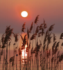 Fototapeet - Scirpus 225 x 250 cm цена и информация | Фотообои | kaup24.ee