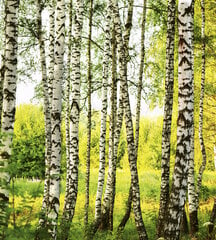 Фотообои - Березовый лес  225х250 см цена и информация | Фотообои | kaup24.ee
