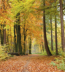 Фотообои - Осенний лес  225х250 см цена и информация | Фотообои | kaup24.ee