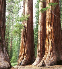 Fototapeet - Sequoia 225 x 250 cm цена и информация | Фотообои | kaup24.ee