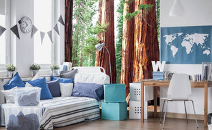 Fototapeet - Sequoia 225 x 250 cm hind ja info | Fototapeedid | kaup24.ee