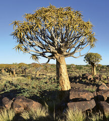 Fototapeet - Namiibia 225 x 250 cm hind ja info | Fototapeedid | kaup24.ee