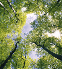 Фотообои - Деревья 225х250 см цена и информация | Фотообои | kaup24.ee