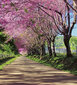 Fototapeet - Lillede allee 225 x 250 cm hind ja info | Fototapeedid | kaup24.ee