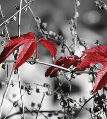 Фотообои - Красные листья на сером фоне 225х250 см цена и информация | Фотообои | kaup24.ee