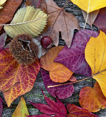 Фотообои - Осенние листья 225х250 см цена и информация | Фотообои | kaup24.ee