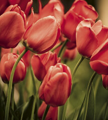 Фотообои - Красные тюльпаны 225х250 см цена и информация | Фотообои | kaup24.ee