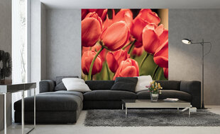Фотообои - Красные тюльпаны 225х250 см цена и информация | Фотообои | kaup24.ee