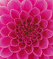 Fototapeet - Roosa dahlia 225 x 250 cm hind ja info | Fototapeedid | kaup24.ee