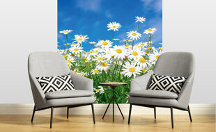 Fototapeet - Daisies 225 x 250 cm hind ja info | Fototapeedid | kaup24.ee