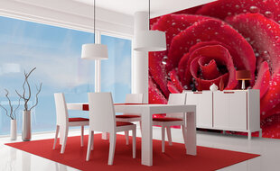 Fototapeet - Punane roos 225 x 250 cm hind ja info | Fototapeedid | kaup24.ee