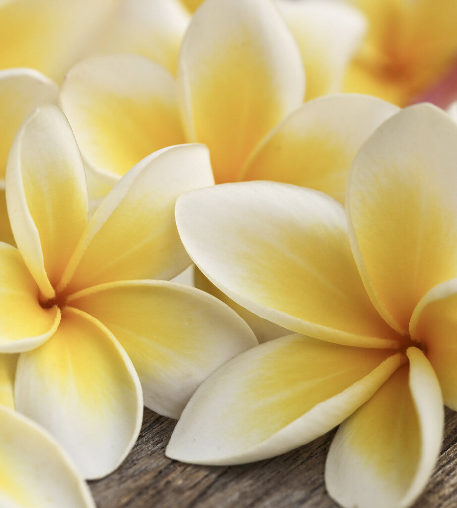 Fototapeet - Plumeria 225 x 250 cm цена и информация | Fototapeedid | kaup24.ee