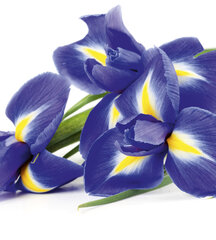 Fototapeet - Iiris 225 x 250 cm hind ja info | Fototapeedid | kaup24.ee