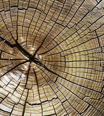 Фотообои - Дерево 225х250 см цена и информация | Фотообои | kaup24.ee