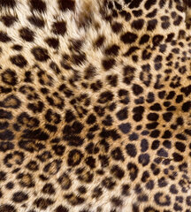 Fototapeet - Leopardinahk 225 x 250 cm hind ja info | Fototapeedid | kaup24.ee