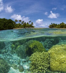 Fototapeet - Korallrahu 225 x 250 cm hind ja info | Fototapeedid | kaup24.ee