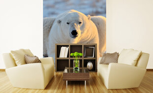 Фотообои - Белый медведь 225х250 см цена и информация | Фотообои | kaup24.ee