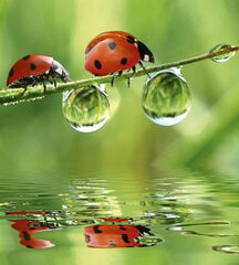 Fototapeet - Ladybugs 225 x 250 cm hind ja info | Fototapeedid | kaup24.ee