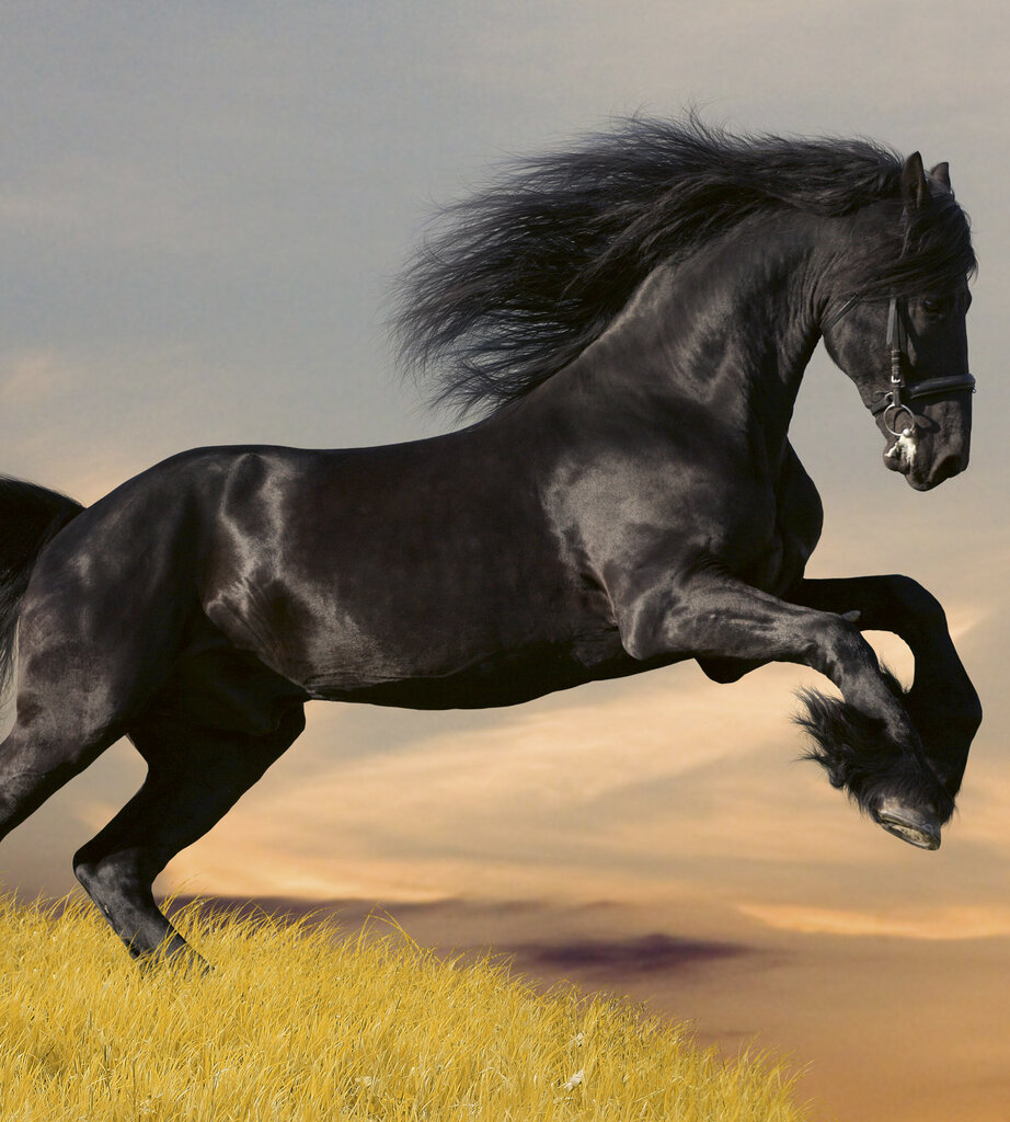 Fototapeet - Must hobune 225 x 250 cm цена и информация | Fototapeedid | kaup24.ee