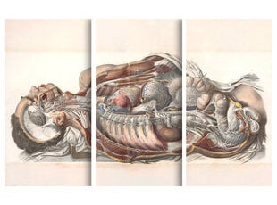 Triptühhon Inimese anatoomia, 150x100 cm, Wolf Kult hind ja info | Seinapildid | kaup24.ee