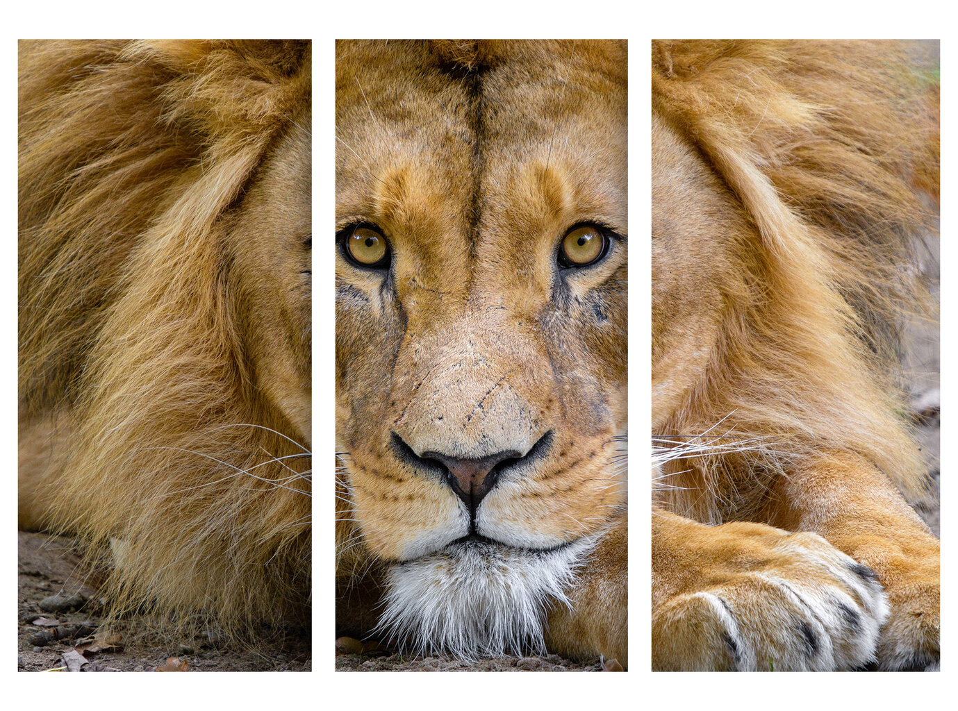 Triptühhon Lõvi, 150x100 cm, Wolf Kult hind ja info | Seinapildid | kaup24.ee