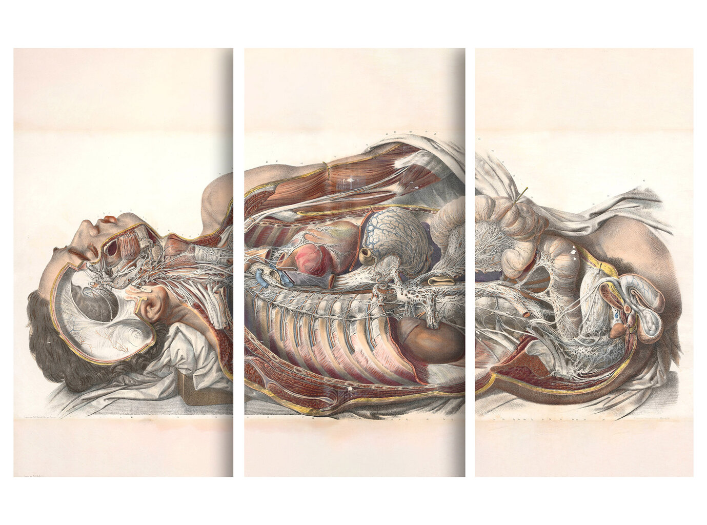 Triptühhon Inimese anatoomia, 120x80 cm, Wolf Kult hind ja info | Seinapildid | kaup24.ee