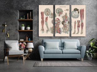 Триптих Анатомия III, 120x80 см, Wolf Kult цена и информация | Репродукции, картины | kaup24.ee
