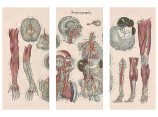 Триптих Анатомия III, 120x80 см, Wolf Kult цена и информация | Картины, живопись | kaup24.ee