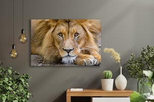 Reproduktsioon Lõvi, 100x70 cm, Wolf Kult hind ja info | Seinapildid | kaup24.ee