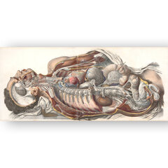 Reproduktsioon Inimese anatoomia, 100x70 cm, Wolf Kult hind ja info | Seinapildid | kaup24.ee