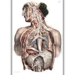 Reproduktsioon Anatoomia II, 100x70 cm, Wolf Kult цена и информация | Картины, живопись | kaup24.ee