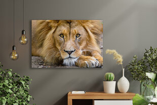 Reproduktsioon Lõvi, 60x80 cm, Wolf Kult hind ja info | Seinapildid | kaup24.ee