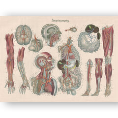 Reproduktsioon Anatoomia III, 60x80 cm, Wolf Kult hind ja info | Seinapildid | kaup24.ee