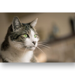 Картина Портрет кошки, 60х80 см, Wolf Kult цена и информация | Картины, живопись | kaup24.ee