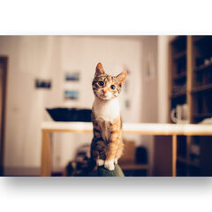 Картина Любопытная кошка, 60x80 см, Wolf Kult цена и информация | Картины, живопись | kaup24.ee