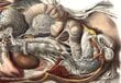 Reproduktsioon Inimese anatoomia, 40x60 cm, Wolf Kult hind ja info | Seinapildid | kaup24.ee