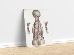 Reproduktsioon Anatoomia, 40x60 cm, Wolf Kult hind ja info | Seinapildid | kaup24.ee
