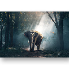 Картина Слон, 40x60 см, Wolf Kult цена и информация | Картины, живопись | kaup24.ee