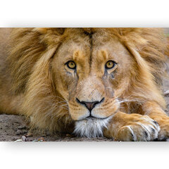 Reproduktsioon Lõvi, 30x40 cm, Wolf Kult hind ja info | Seinapildid | kaup24.ee