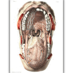 Reproduktsioon Suuõõne anatoomia, 30x40 cm, Wolf Kult hind ja info | Seinapildid | kaup24.ee