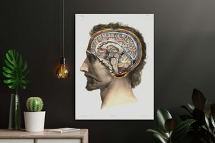 Картина Анатомия мозга, 30х40 см, Wolf Kult цена и информация | Картины, живопись | kaup24.ee