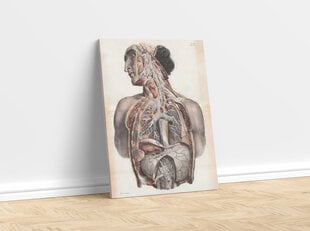 Картина Анатомия II, 30x40 см, Wolf Kult цена и информация | Картины, живопись | kaup24.ee